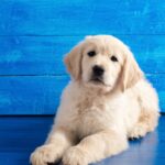 Defleaing And Worming your puppy