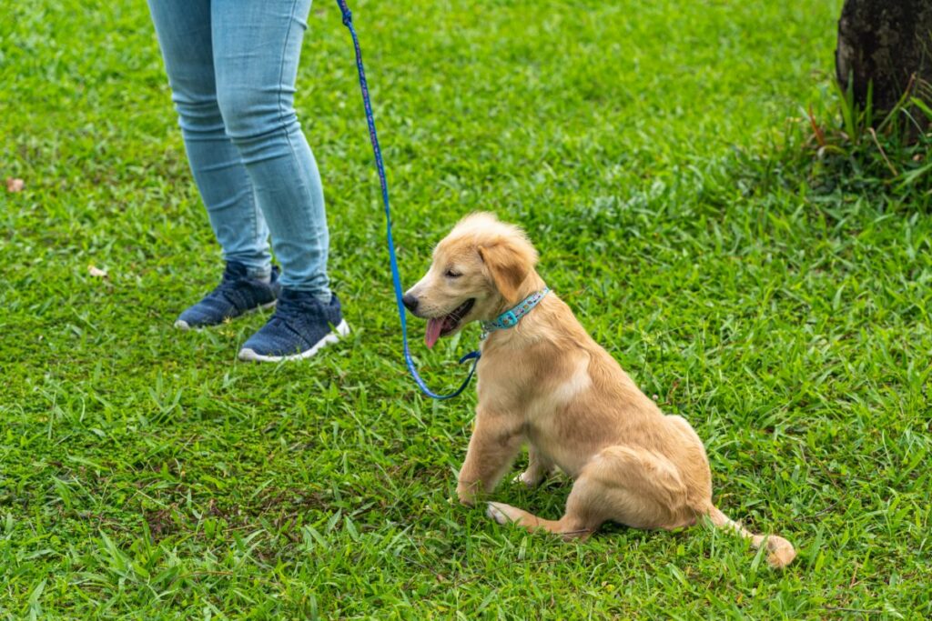 How To Train Your Golden Retriever To Walk On A Leash
