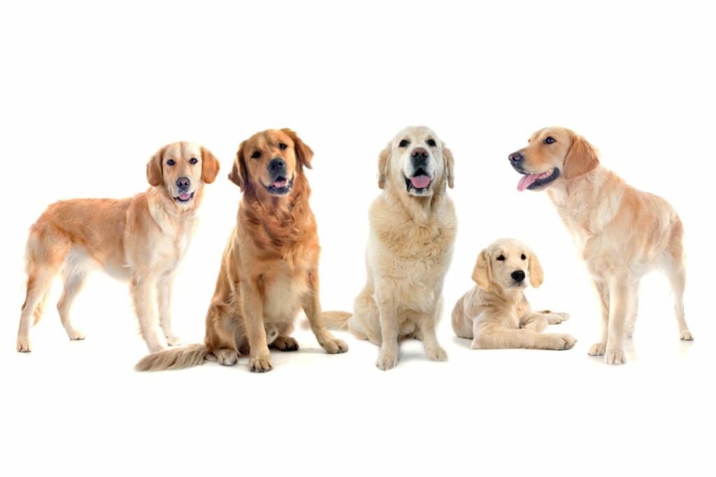 different colored golden retrievers