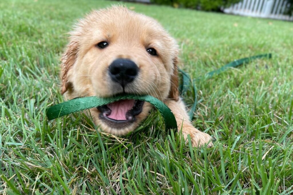 How To Stop Your Golden Pup From Biting