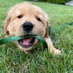 How To Stop Your Golden Pup From Biting