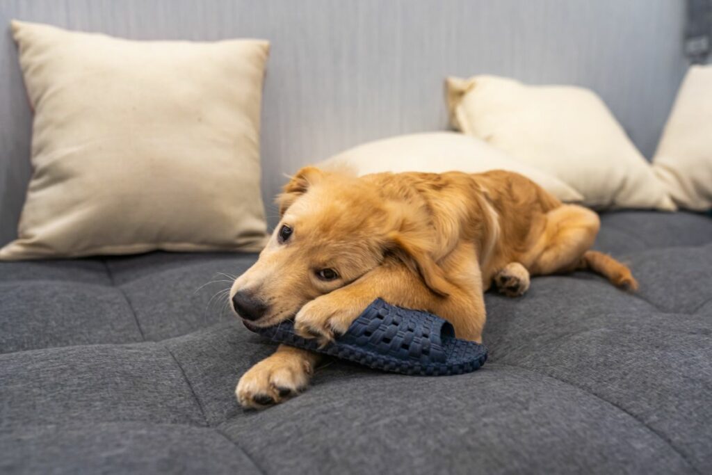 How To Stop Your Golden Pup From Chewing (1)