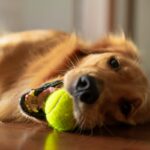 How To Teach Your Dog To Fetch