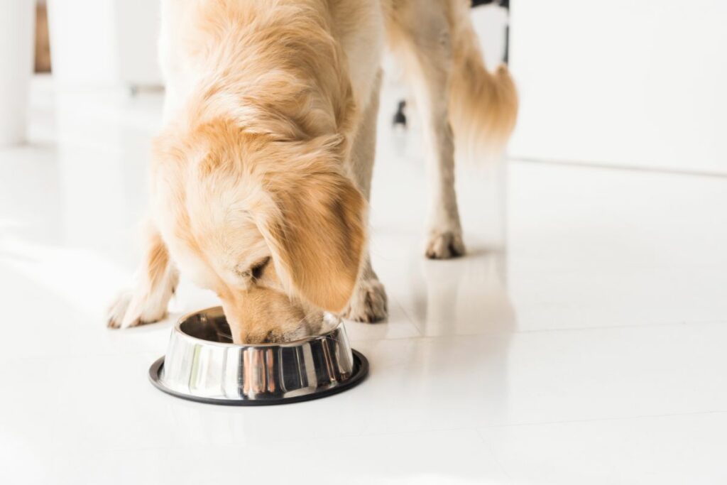 What To Do If Your Golden Retriever Is Overweight