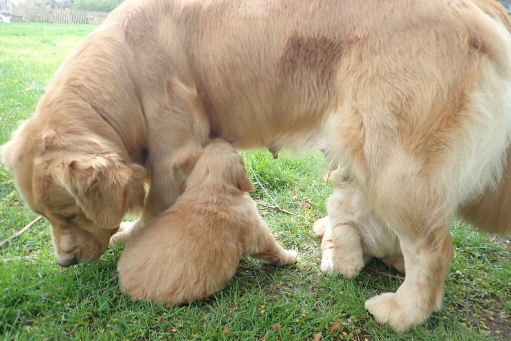 Recognizing And Treating Mastitis In Dogs